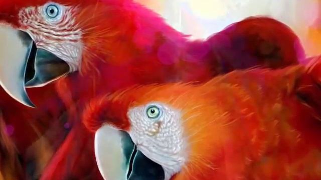 Попугаи, из всех видов птиц только они обладают самой яркой и разнообразной расцветкой. смотреть онлайн