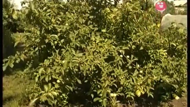 Как вырастить саженец сливы? Урожайные грядки. смотреть онлайн