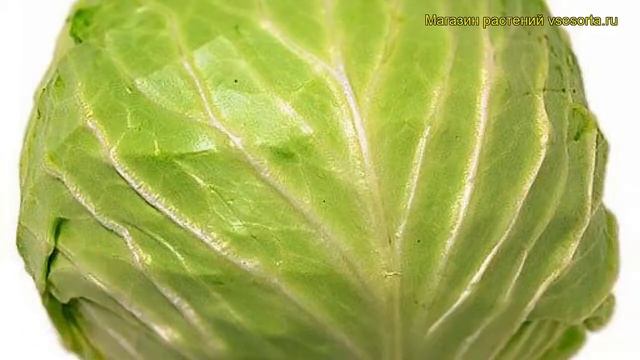 Капуста белокочанная Мишутка. Краткий обзор, описание характеристик, где купить саженцы Mishutka смотреть онлайн