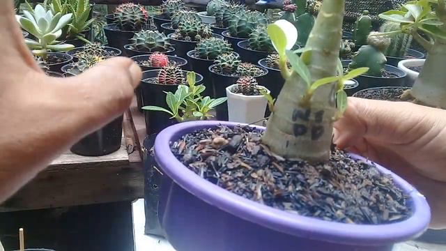 Rahasia prokar adenium #adeniumlovers #bonsaiadenium #desertroseeducation смотреть онлайн