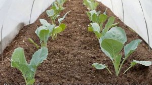 Как вырастить брокколи