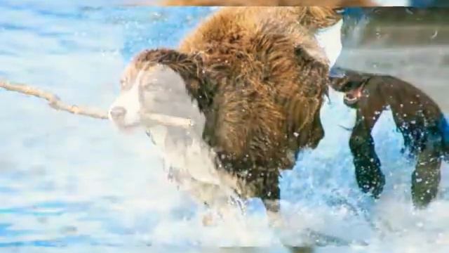 Охота. Спаниель. 2019. Самый красивый пёс. смотреть онлайн