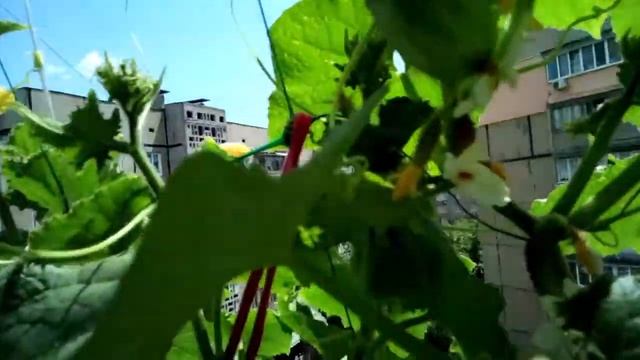 Огород за окном и на окне смотреть онлайн