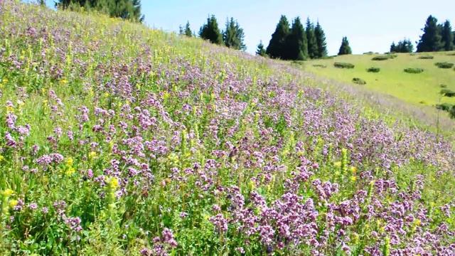 Июльский луг в Заилийском Алатау 2 смотреть онлайн