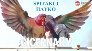 Spitakci Hayko - Cicernaky | Армянская музыка