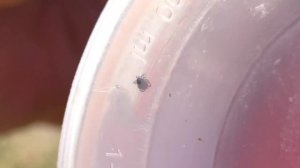 ГЛАЗАМИ КОТА КЕВИНА: УТРО В ЗВЕРОЛАГЕРЕ | КОТ-БЛОГЕР