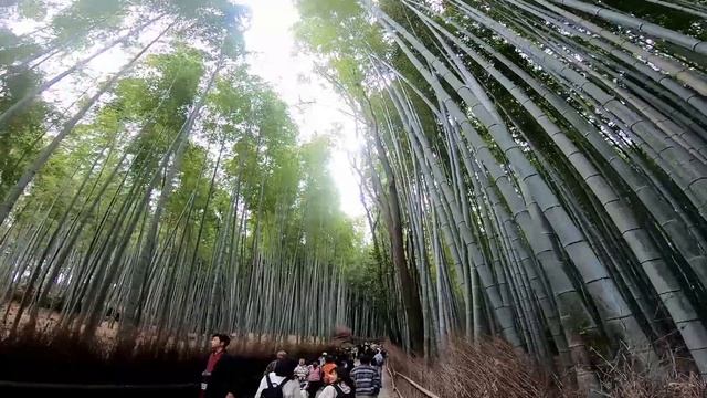 Kyoto Trip, Shrines, Temples, Arashiyama and + смотреть онлайн