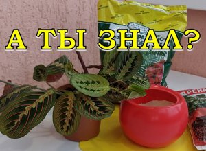 МАРАНТА?: пересадка, полив, удобрение и правильный уход???