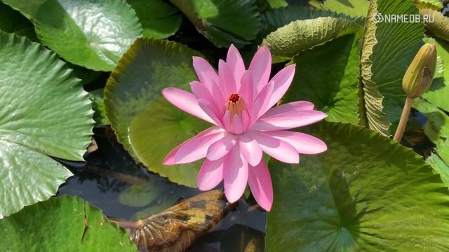 Красивые старорусские имена для девочек смотреть онлайн