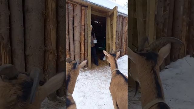 Альпийские козы в подворье смотреть онлайн