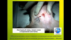 Стерилизация собак и кошек. Осложнения после стерилизации. Часть 2. Лигатурные свищи