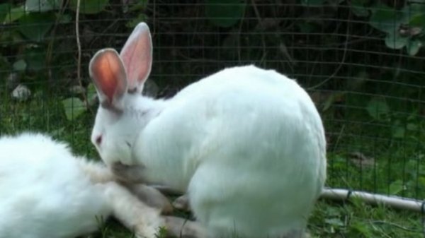 Песня про зайцев