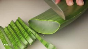 Вы уснете под это ASMR-видео с алоэ