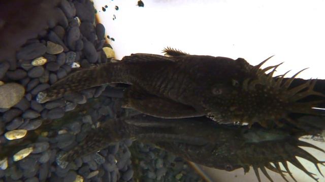 Анциструс  Ancistrus