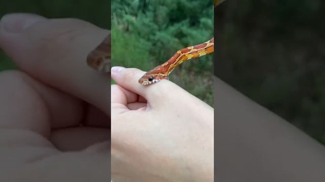 ‼️HARMLESS, NONVENOMOUS CORN SNAKE. Bites are often dramatized by the media! Didn’t even break skin смотреть онлайн
