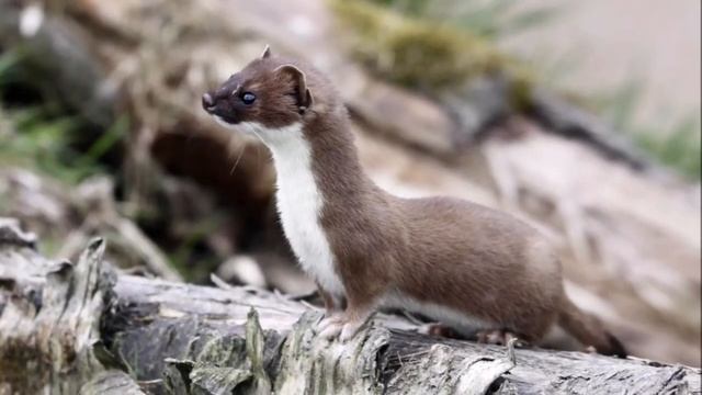 stoat Animal (Mustela Erminea) images смотреть онлайн