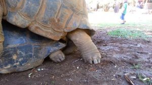 Спаривание