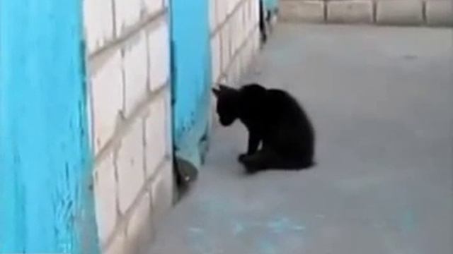 Котенок помогает щенку смотреть онлайн