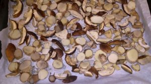 Как правильно сушить грибы в домашних условиях