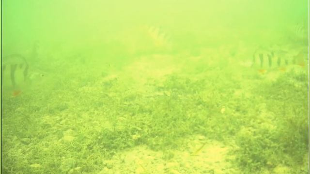 Озеро Гусиное. Рыбалка с подводной камерой ЯЗЬ 52. смотреть онлайн