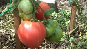 Томат Мазарини. Сорт или гибрид?