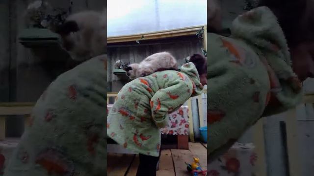 Кошка делает массаж))) смотреть онлайн