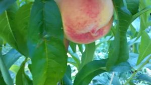 Персик сорт Посол Мира в условиях Черниговщины.