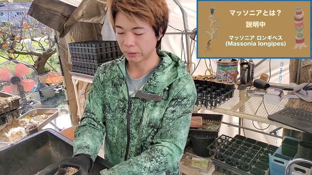 マッソニア ロンギペスの育て方 Massonia longipes смотреть онлайн