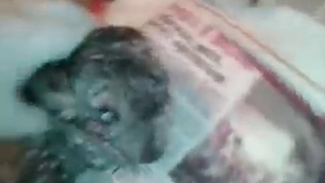 Разделка Шиншиллы ч 1 смотреть онлайн