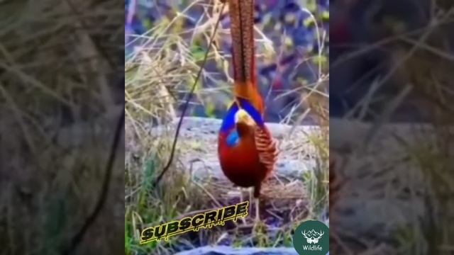 golden pheasant // #shorts #wildlife #youtube #bird #tiktok #zoo #animals #goldenpheasant смотреть онлайн