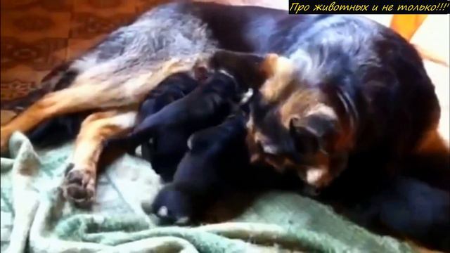 Вы будете поражены, когда увидите, кого кормит эта овчарка! смотреть онлайн