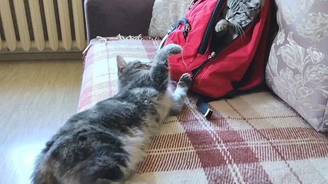 Кошки такие кошки! смотреть онлайн
