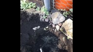 Посадка колоновидной яблони Президент