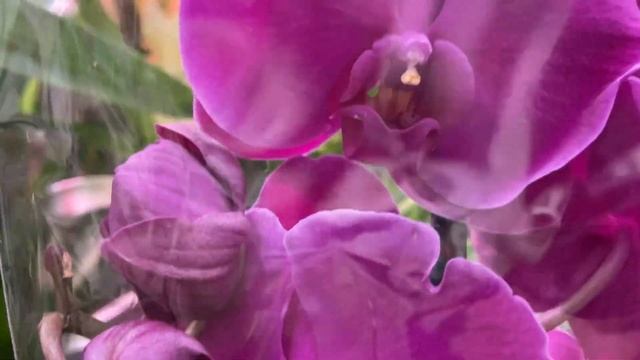 Обворожительные орхидеи в Леруа Мерлен г Новокузнецк ??? смотреть онлайн