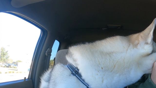 Siberian Huskies React To Drive Thru Chic-Fil-A Breakfast!!! смотреть онлайн