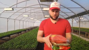 Кукуруза Свит Наггет, Кукуруза Харди. СЕЕМ И ЭКСПЕРИМЕНТИРУЕМ! #кукуруза