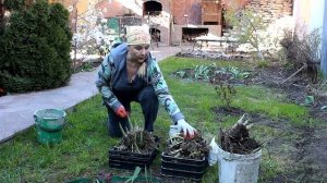Рассаживаем хосту. Как поделить старый куст.