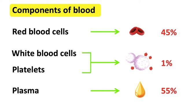 Components of blood | RBC, WBC, Plasma & Platelets | Easy science lesson смотреть онлайн