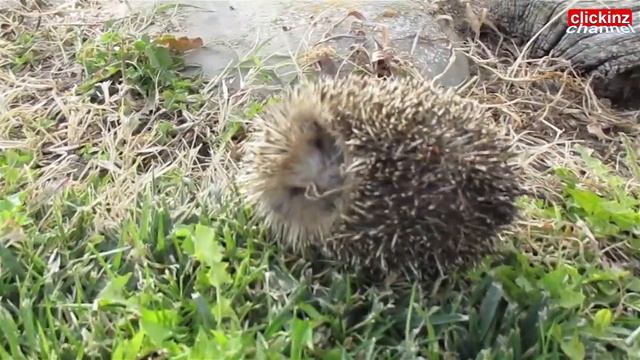 SONIC hedgehog VS Erizo común europeo REAL Common hedgehog Erinaceus europaeus Retro Game Film еж 2 смотреть онлайн