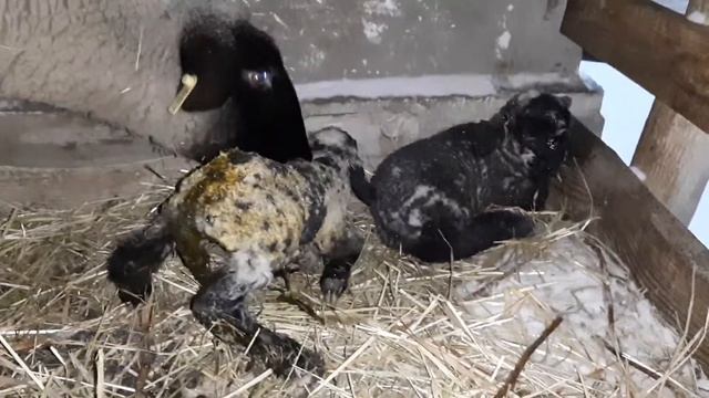 Новорождённые ягнята зимой смотреть онлайн