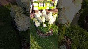 «МЭДЖИКАЛ СВИТ САММЕР» Гортензия Метельчатая #наташинисерёжинсад