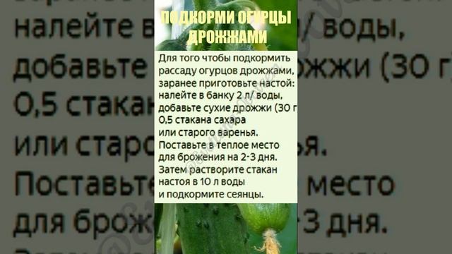 ПОДКОРМИ ОГУРЦЫ ДРОЖЖАМИ#shorts смотреть онлайн