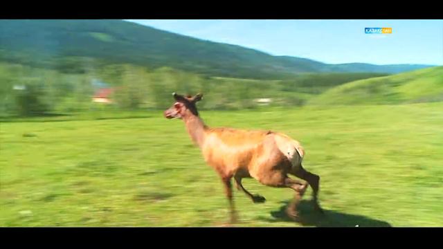 Все профессии важны.Маралаводы. смотреть онлайн