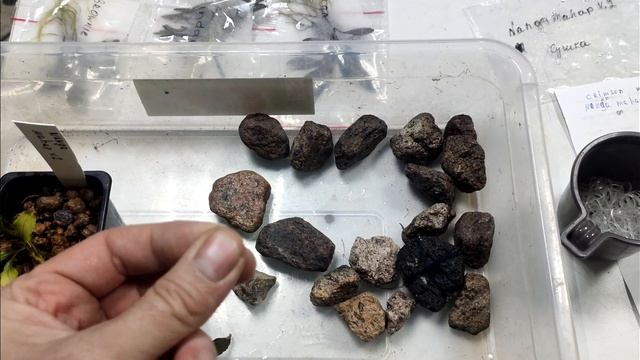 буцефаландры распаковка, нюансы. смотреть онлайн