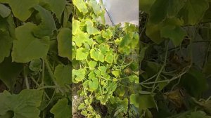 Кассабанана Рамберт и Кивано в Тульской области