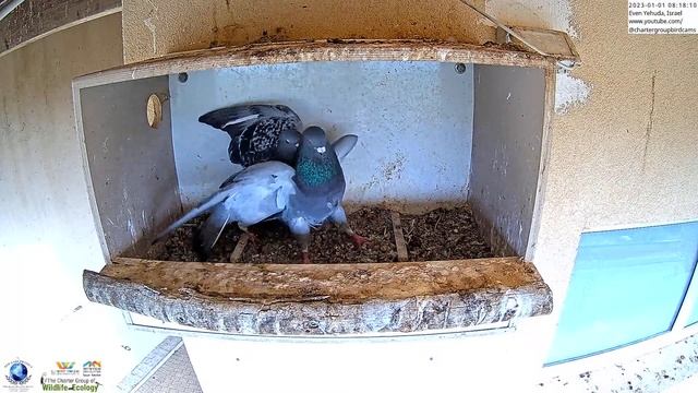 Crazy MMA Wild Pigeon fight: Males fight over the right to breed in the nest box and the female. смотреть онлайн