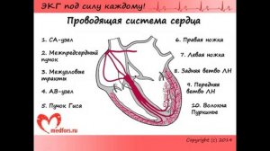 Урок 1  Видеокурс  ЭКГ под силу каждому