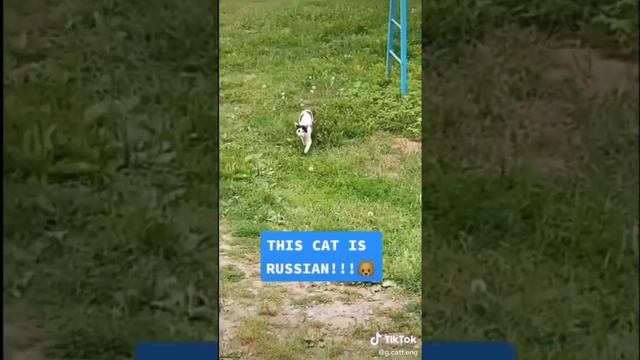 Calling cats in different languages compilation смотреть онлайн