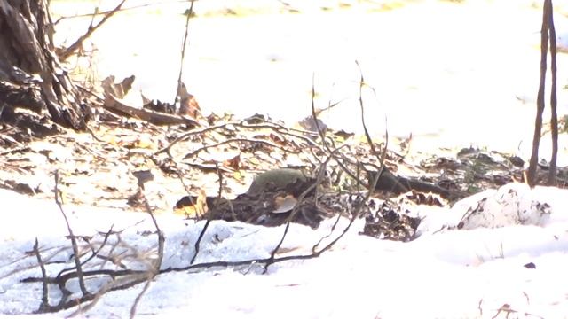 Поленово (Тульская область). Зелёный дятел (Picus viridis) 23.03.2022 смотреть онлайн