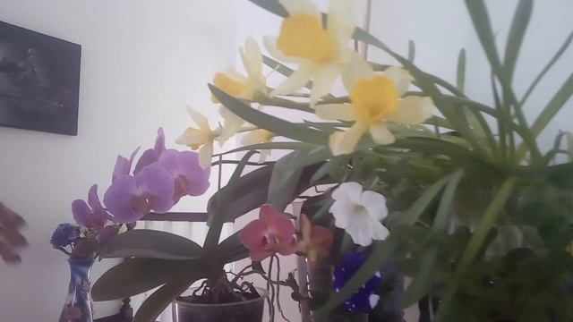 ПЛАНИРУЕМ ПОСАДКИ. РАССАДА- РАССЧИТЫВАЕМ КОЛИЧЕСТВО. СКОЛЬКО СОРТОВ САЖАТЬ В ОГОРОДЕ? смотреть онлайн